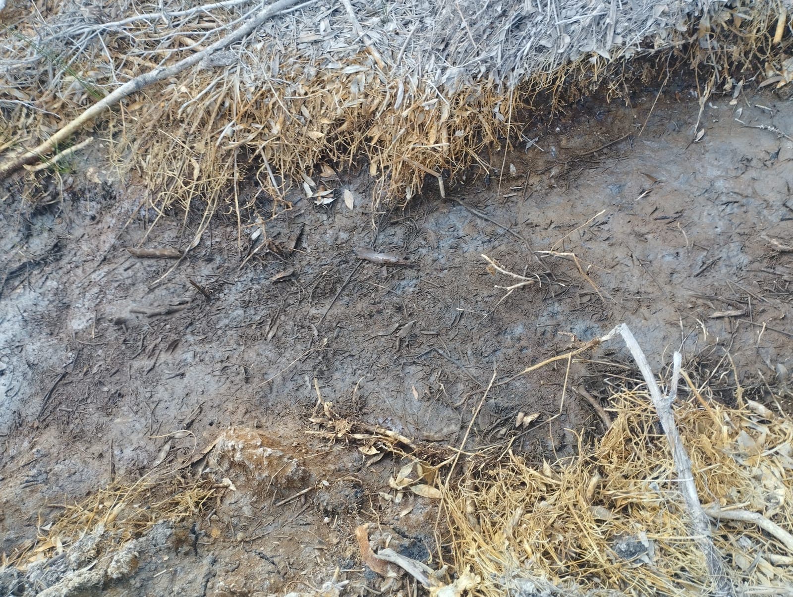 Abandoned acid sulfate land before remediation, bare ground with sparse weeds