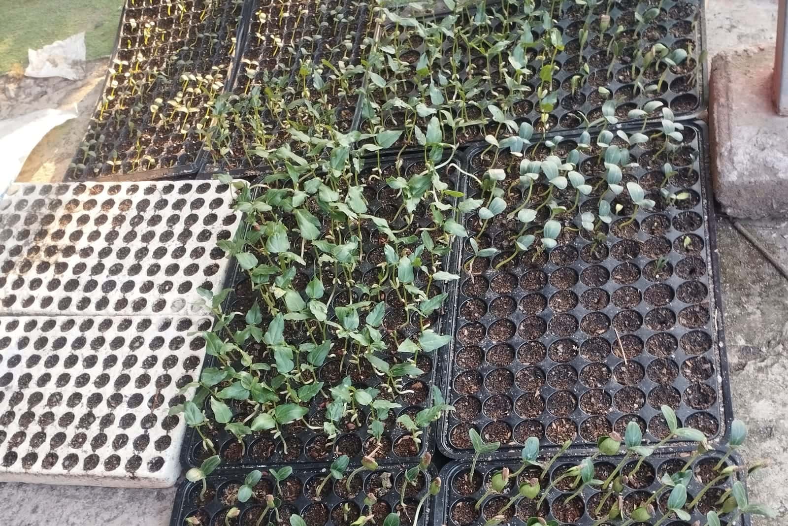 Seedling trays being raised for the first planting