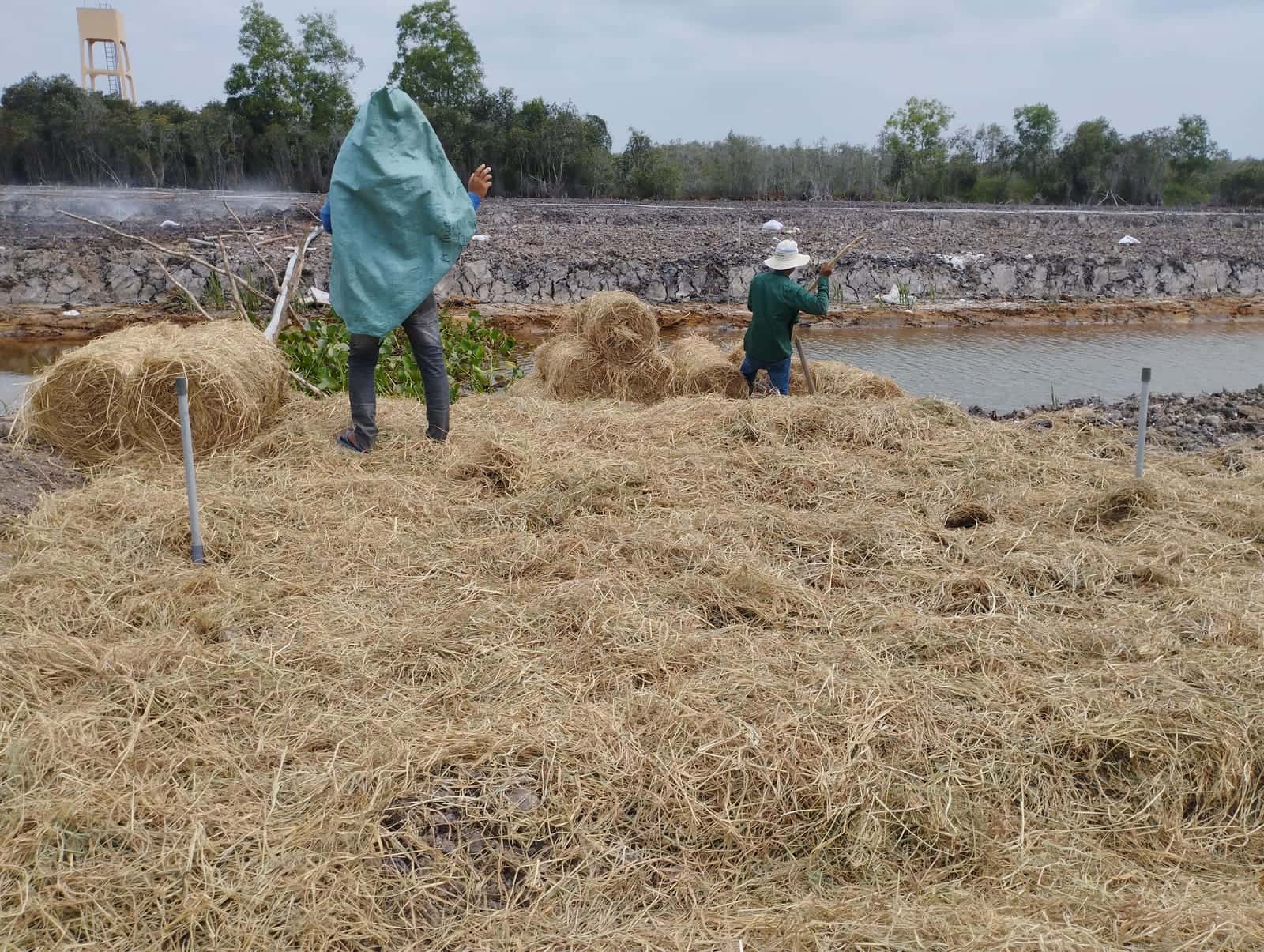 Straw spread across the beds to retain moisture and limit acid rising