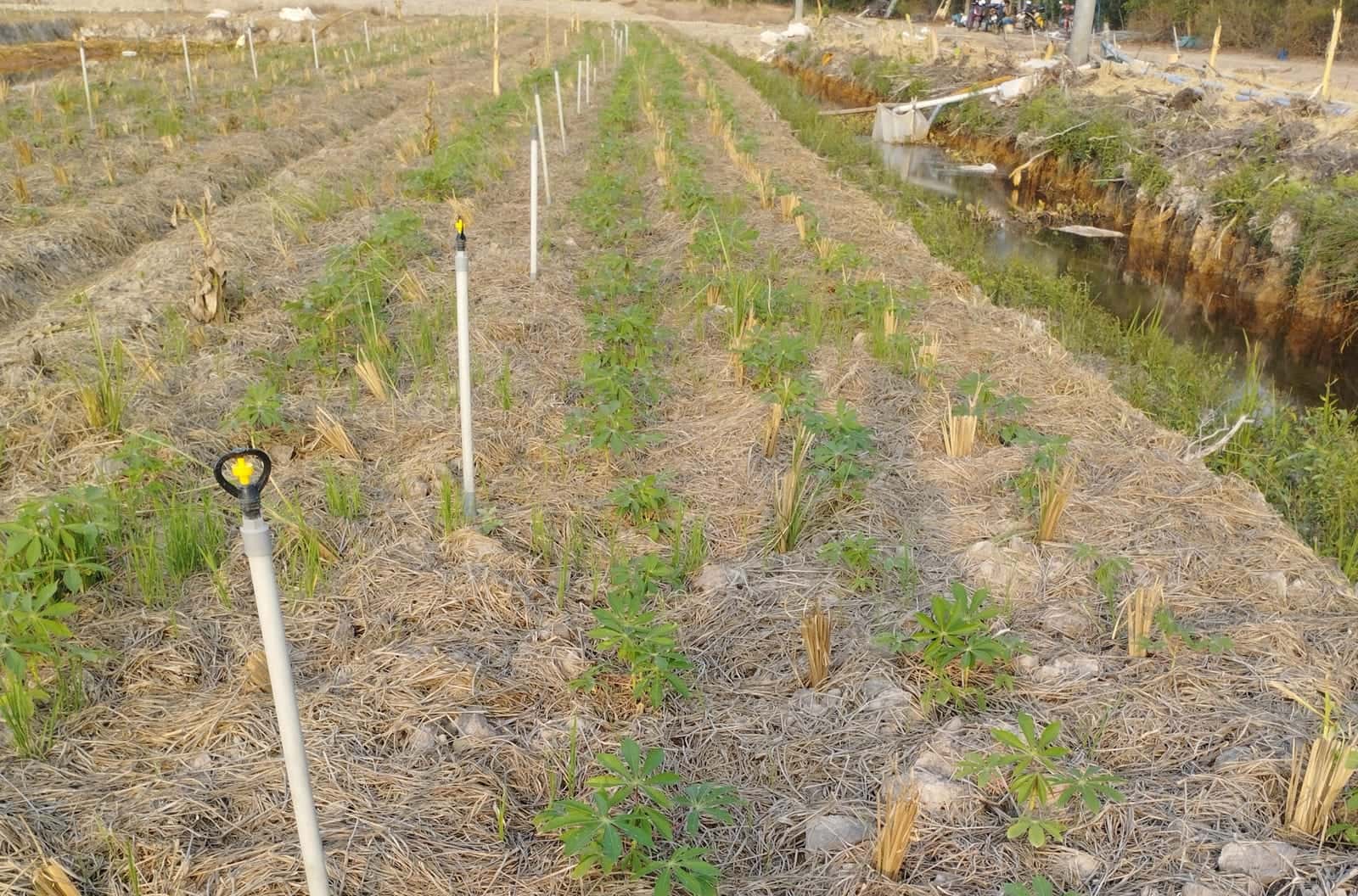 Acid-tolerant and biomass crops going into the new beds