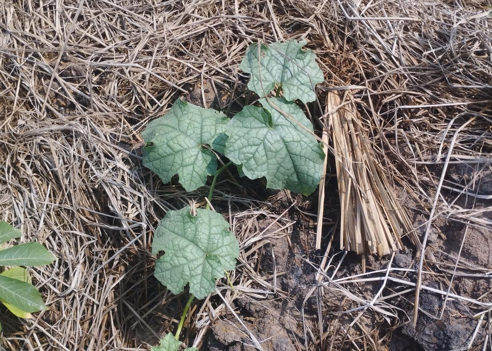 Early vegetable rows planted to test what the ground could carry