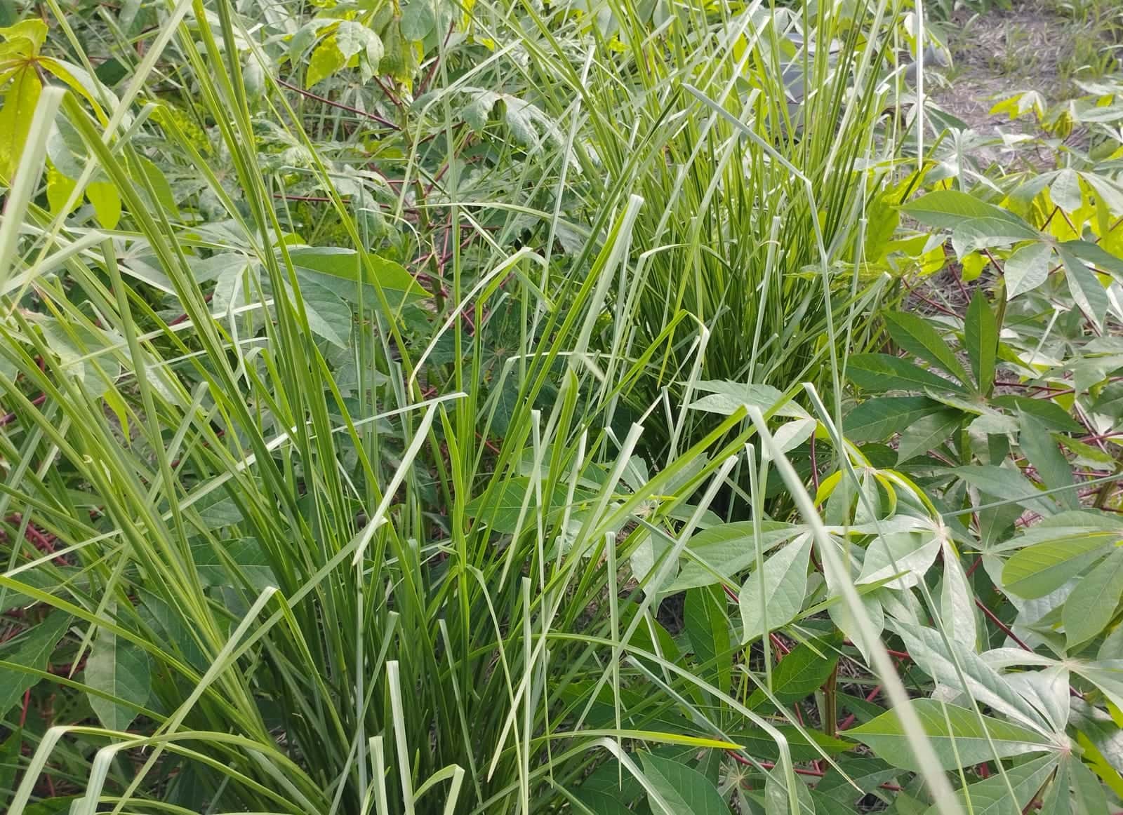 Acid-tolerant and biomass crops growing strongly, a sign the soil is coming back to life