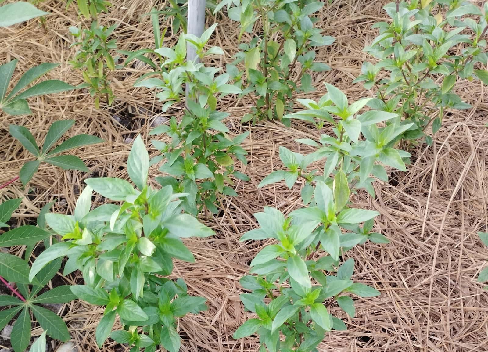 Vegetable rows rooted and growing more evenly than the previous crop