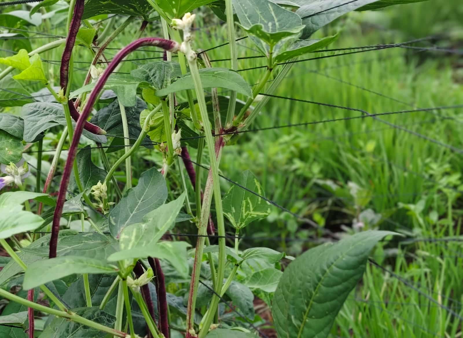 Healthy vegetable rows with thick, even foliage