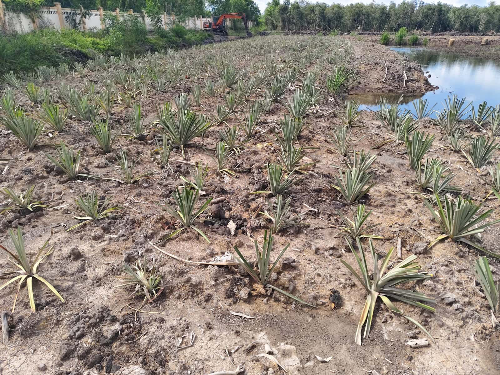 The control plot planted with pineapple for comparison with the fully treated zone
