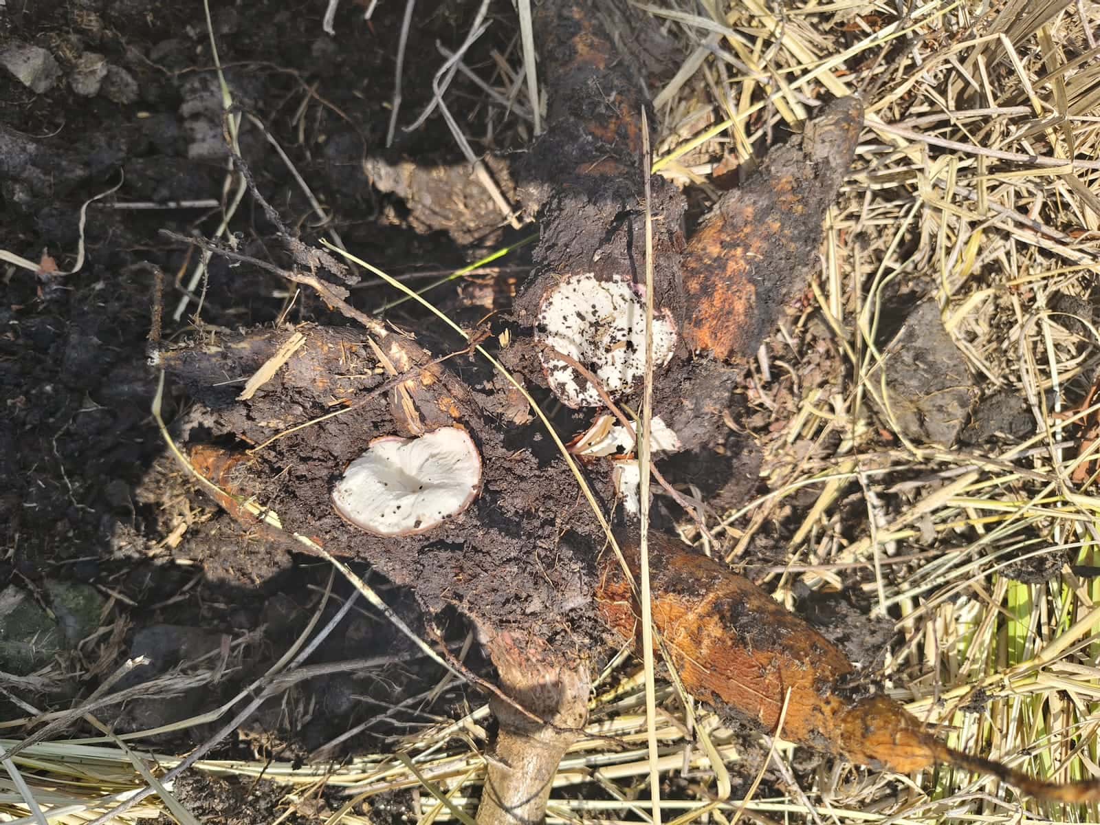 Cassava roots freshly lifted from the ground