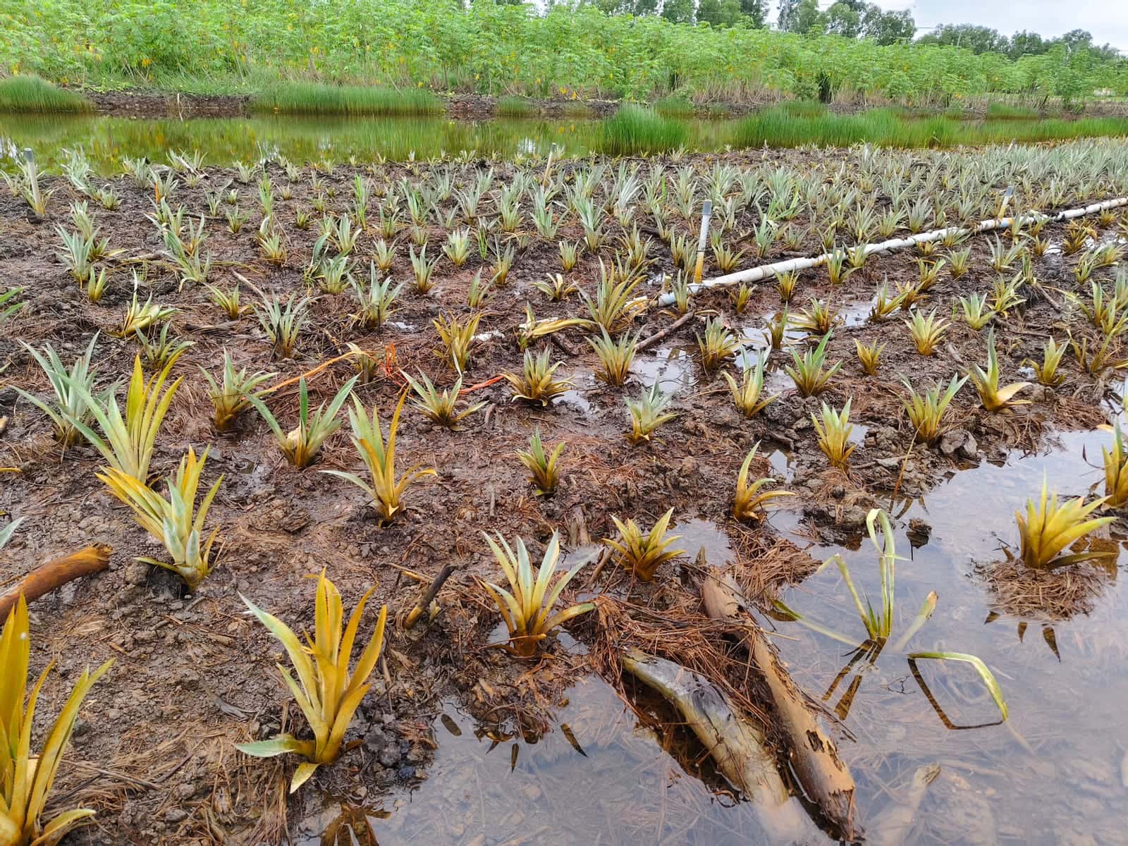Pineapple beds under water, drained in time to save the plants