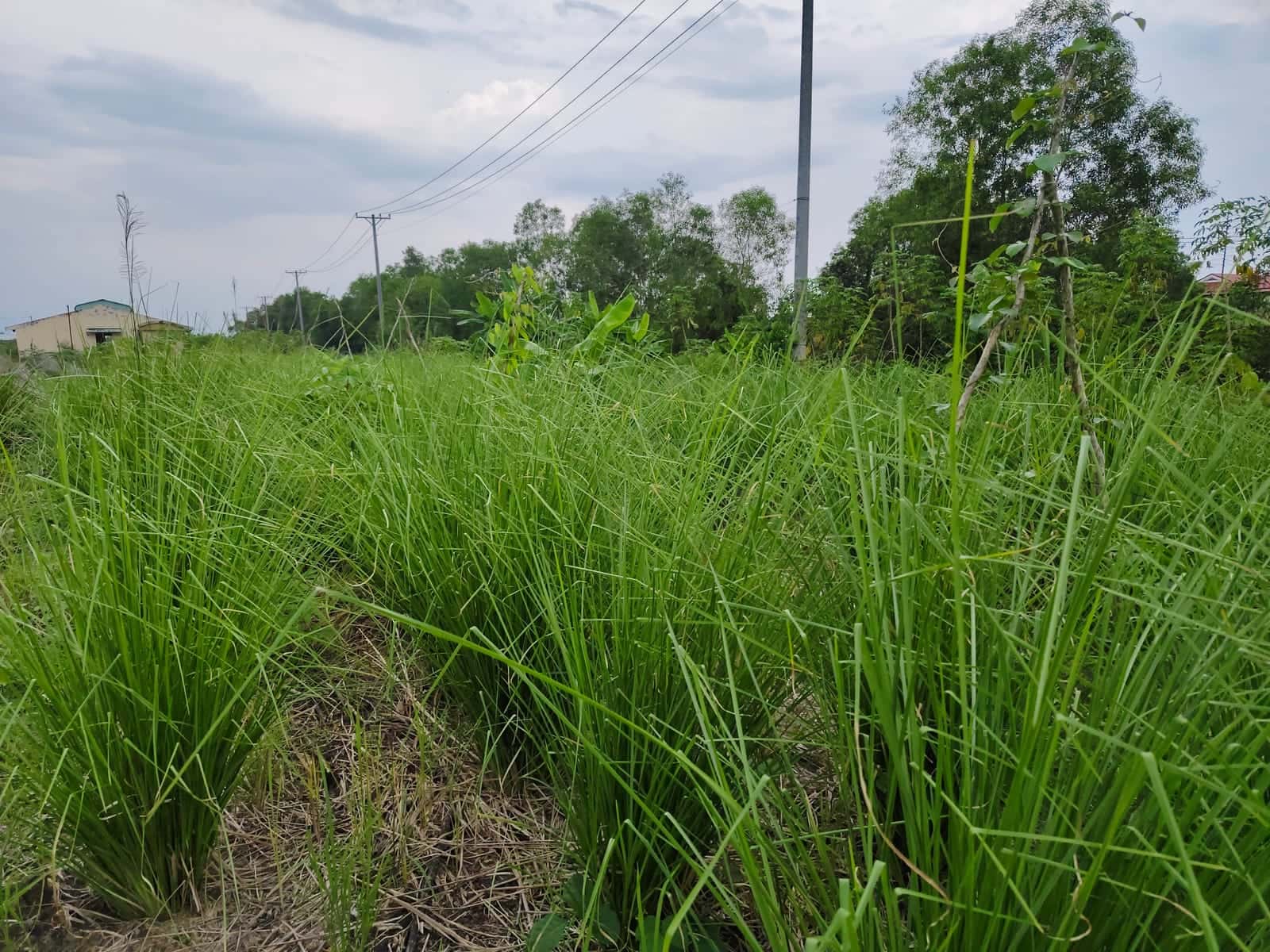 Biomass crops standing tall again once the water receded