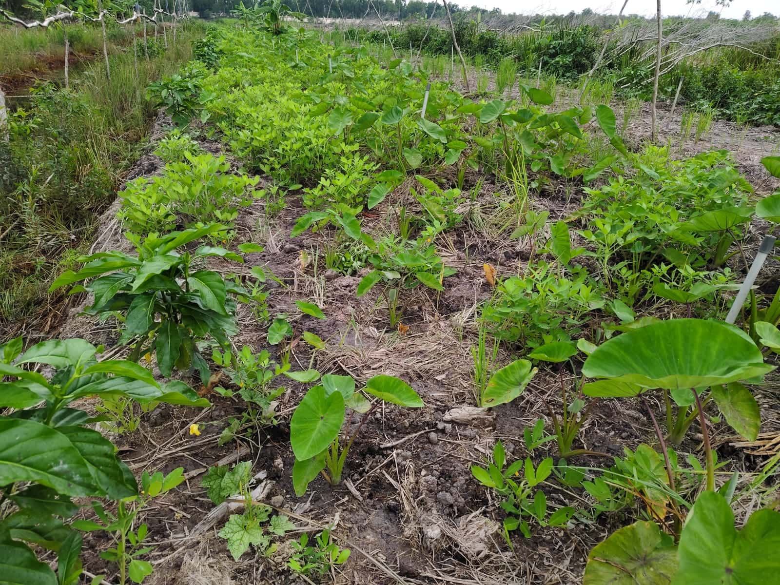 Green returning across the garden after the flooding