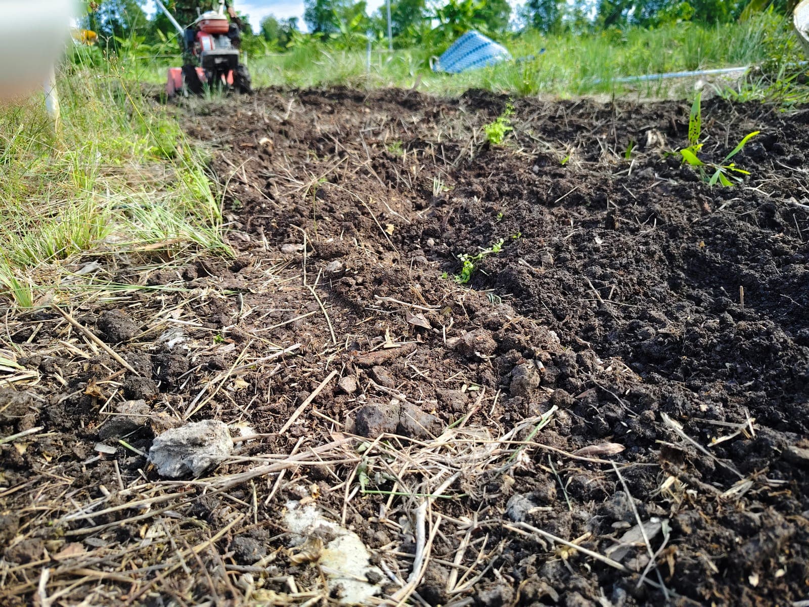 A handful of loose, dark soil, a world away from the pale acid ground we started with