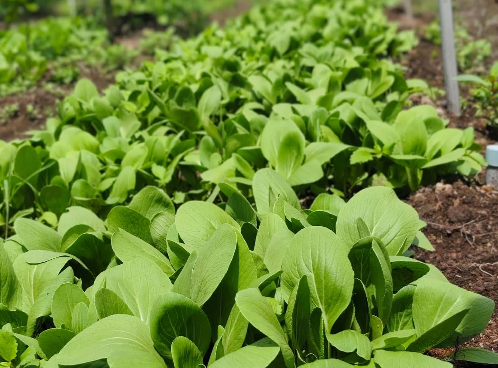 Beds evenly covered in green, the system running steadily