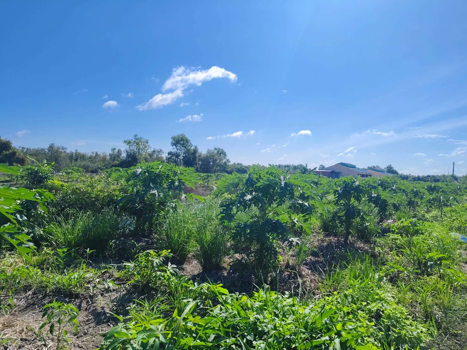 Tall papaya trees with dense green canopies on the remediated ground