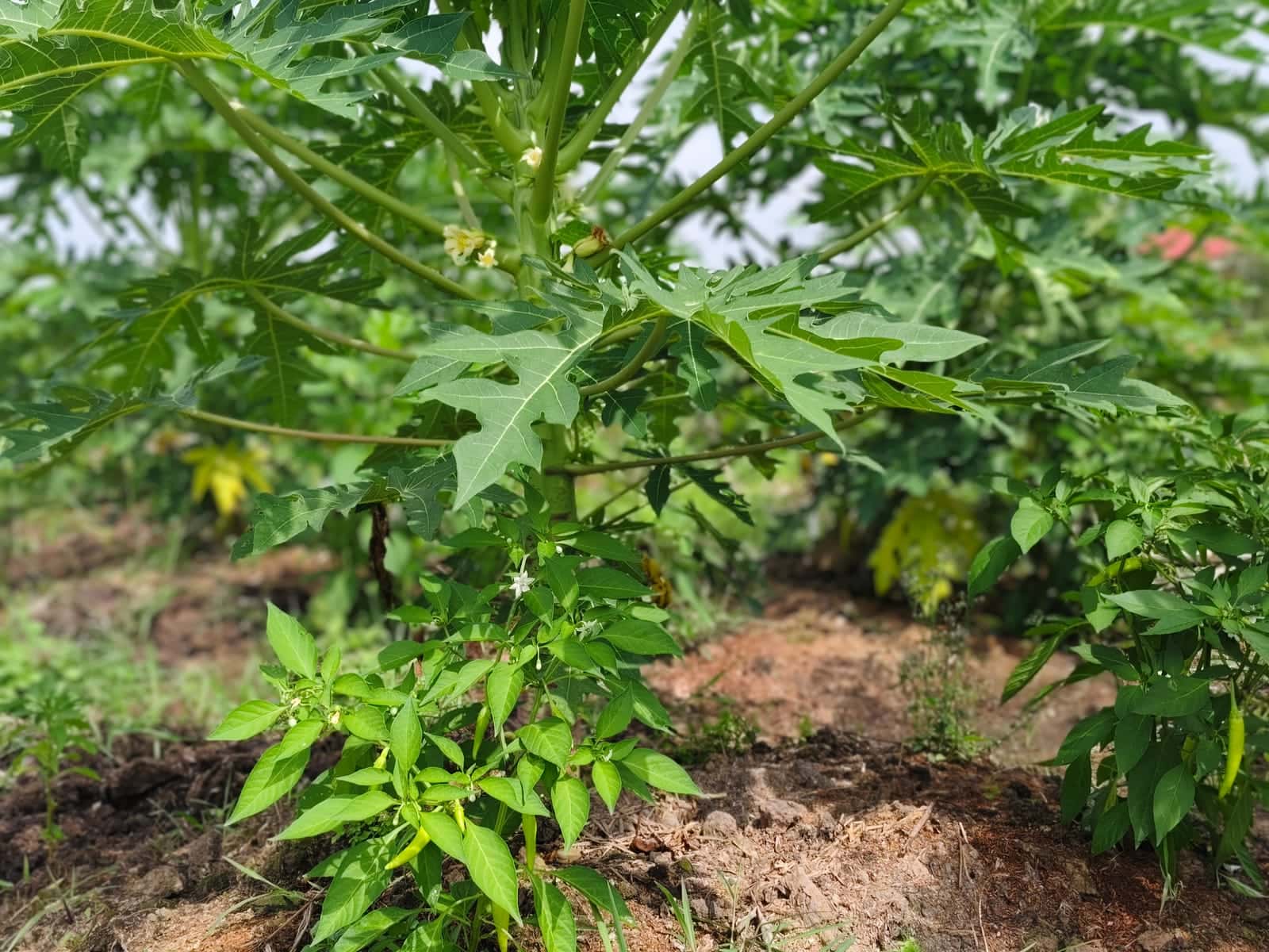 An evenly thriving garden with fruit and vegetables nearing harvest
