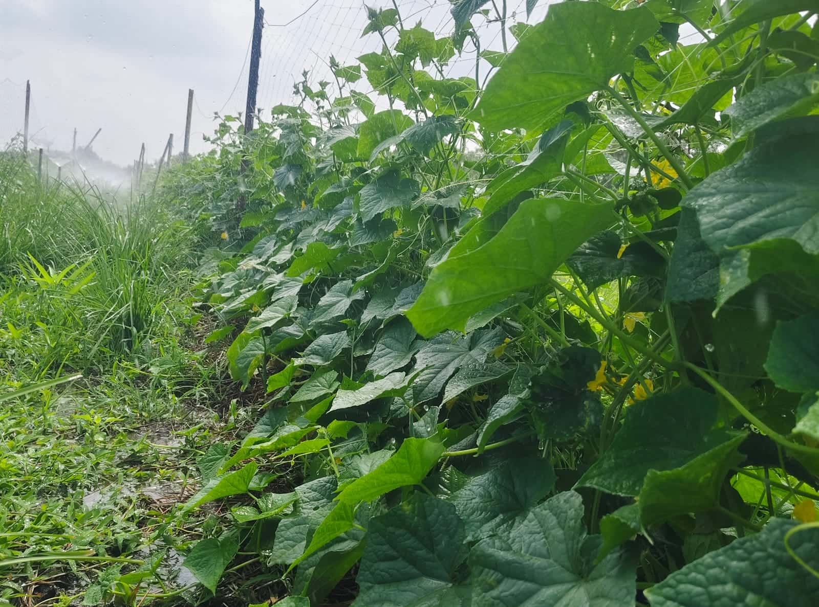 Fruit trees in fresh green growth on the very land the flood had swallowed