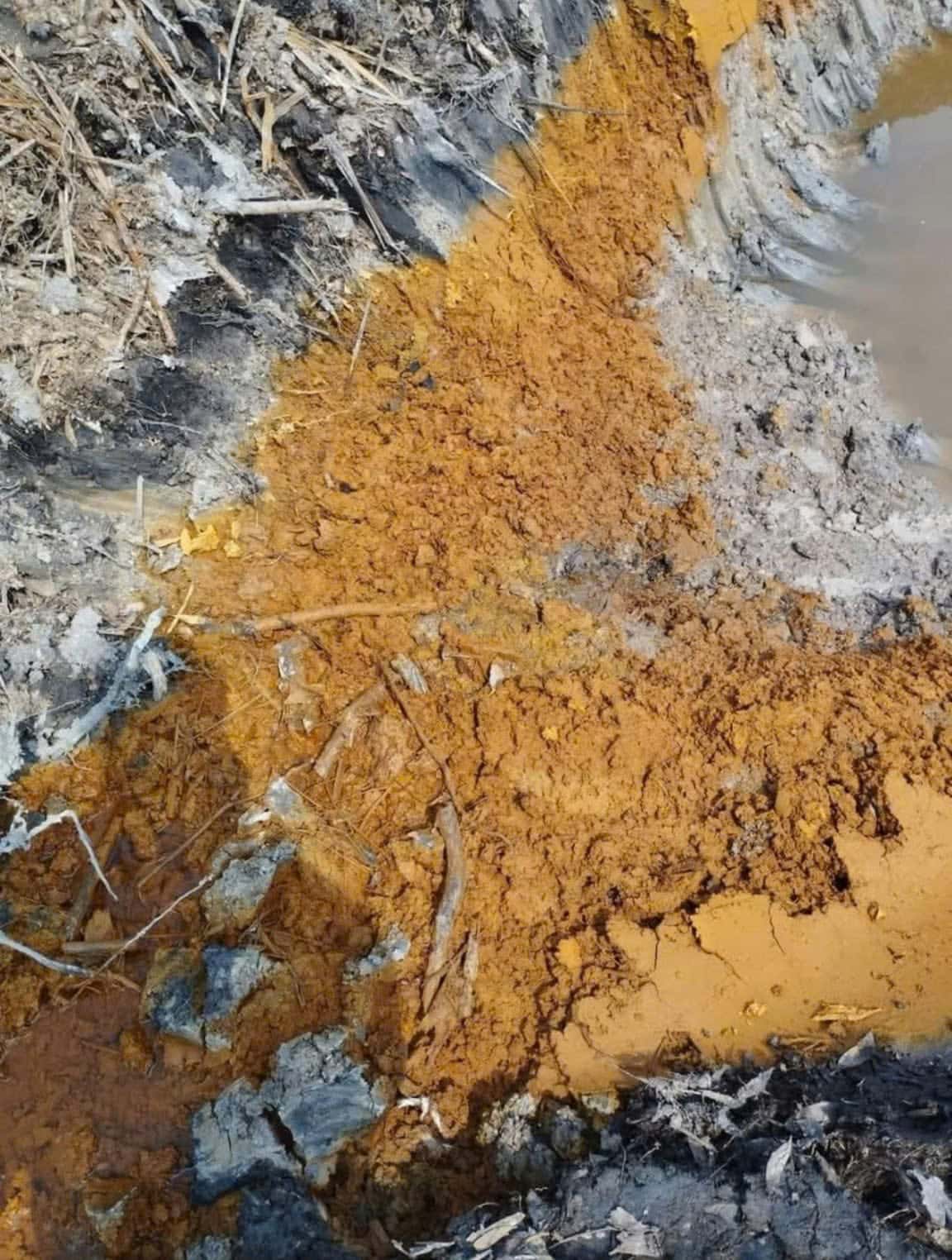 The acid-forming layer cut open: a streak of rust-yellow oxidised soil beside the blue-grey clay that has not yet oxidised